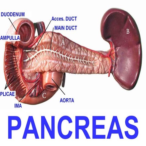 19 pancreas