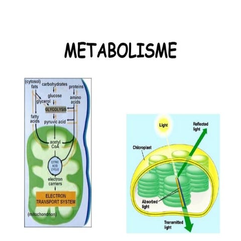 1. konsep bioenergetika (aliran energi organisme) | PDF
