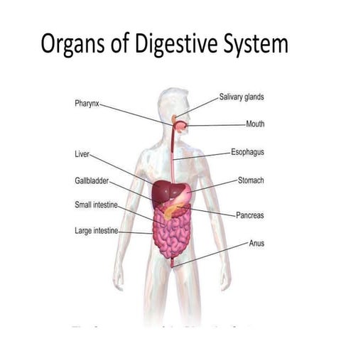 A presentation on Human Anatomy and physiology