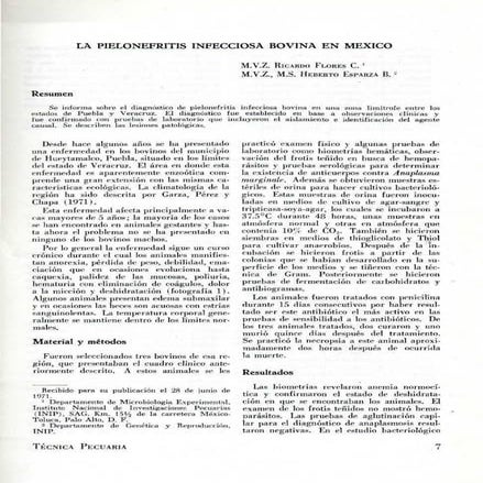 corynebacterium renale