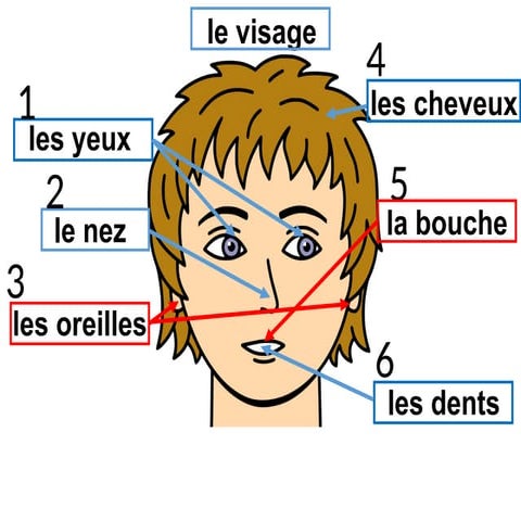 Apprendre le vocabulaire du visage et des parties du corps en français ...