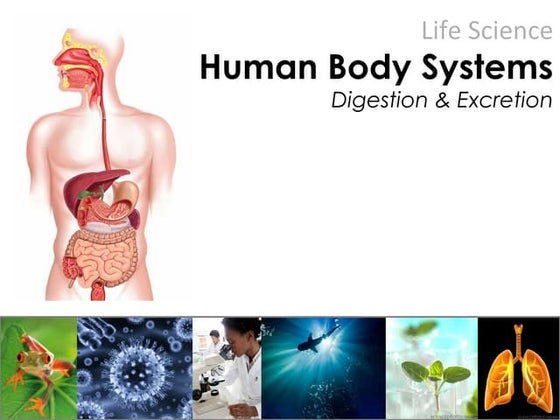 Digestive and excretory_systems_notes_key | PDF