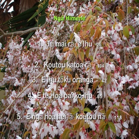 19 hongongoi 2015 somerville tikanga vii