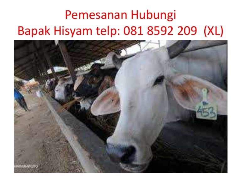 hub 081 8592 209 (xl), hewan sapi kurban limosin, hewan kurban sapi…