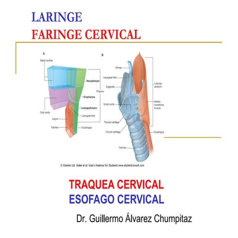 (19 y 20) LARINGE - FARINGE - NUCA.pdf