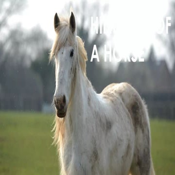 Tibia of the animals cow, horse and dog book | PDF