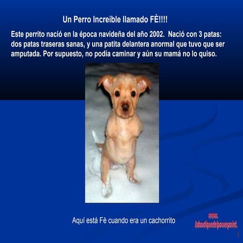 1 amistad un perro llamado fe