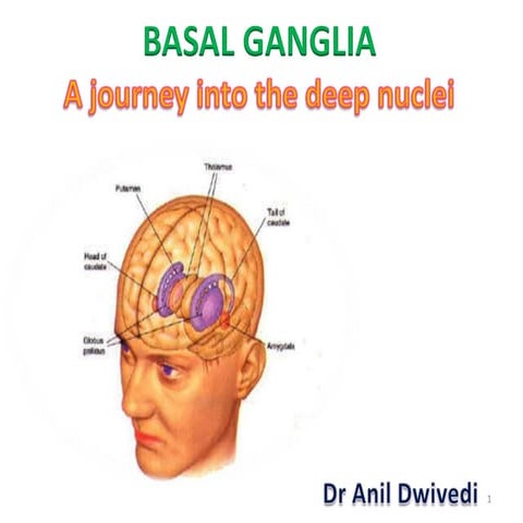 1 basal ganglia