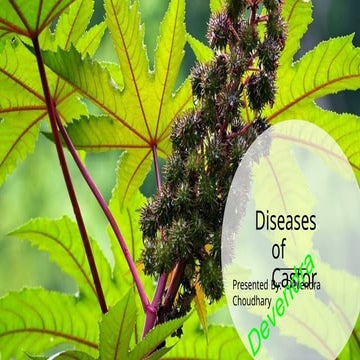 Diseases of castor and their management. | PDF