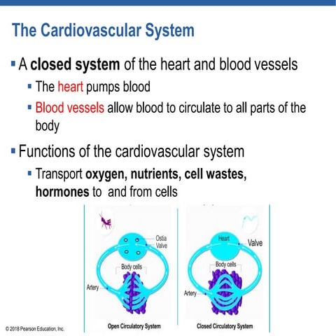 1_Cardiovascular-System_110157.pdfksbdj8373 | PDF