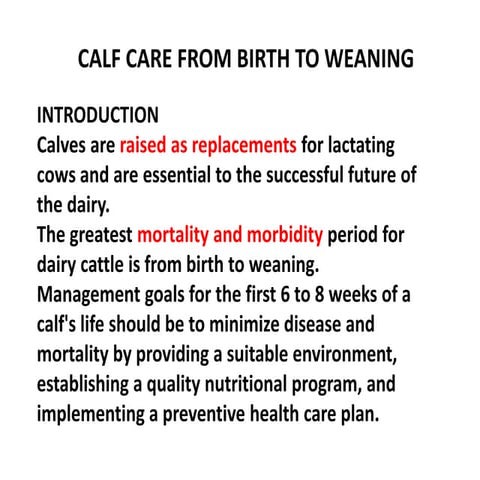  care of calf and cattle
