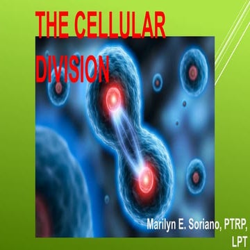 CELL DIVISION