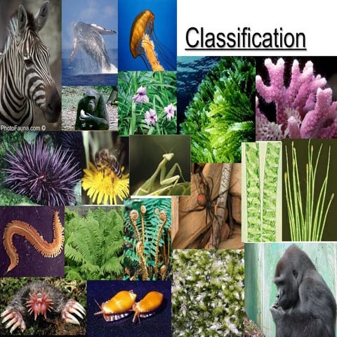 Classification and scientific names