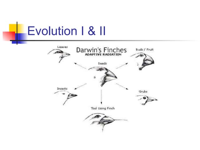 Evolution presentation I & II.