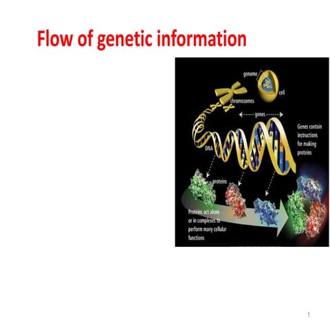  flow of genetic information