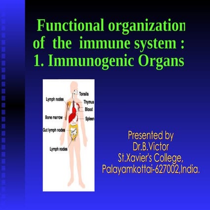 Functional organization of the Immune System