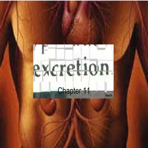 Chapter 11 Excretion Lesson 1 - Introduction to Excretion