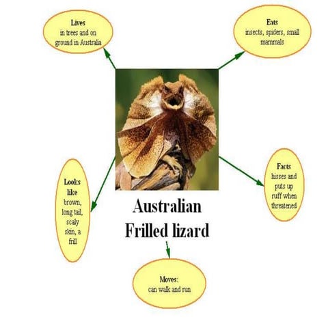 Kidspiration Animal Research 