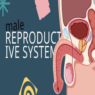 science 10 q3 #1 MALE REPRODUCTIVE SYSTEM .pptx
