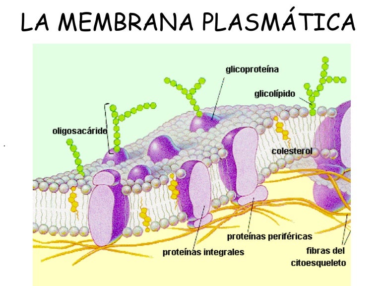 A Membrana Plasmática Das Células Exerce Uma Importante Função
