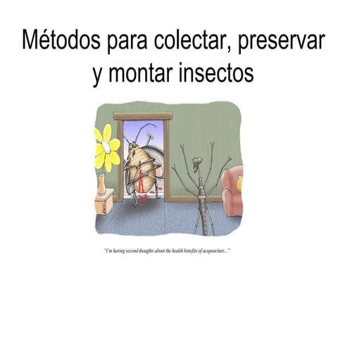 Recolecion, montaje y preservacion de insectos | PDF
