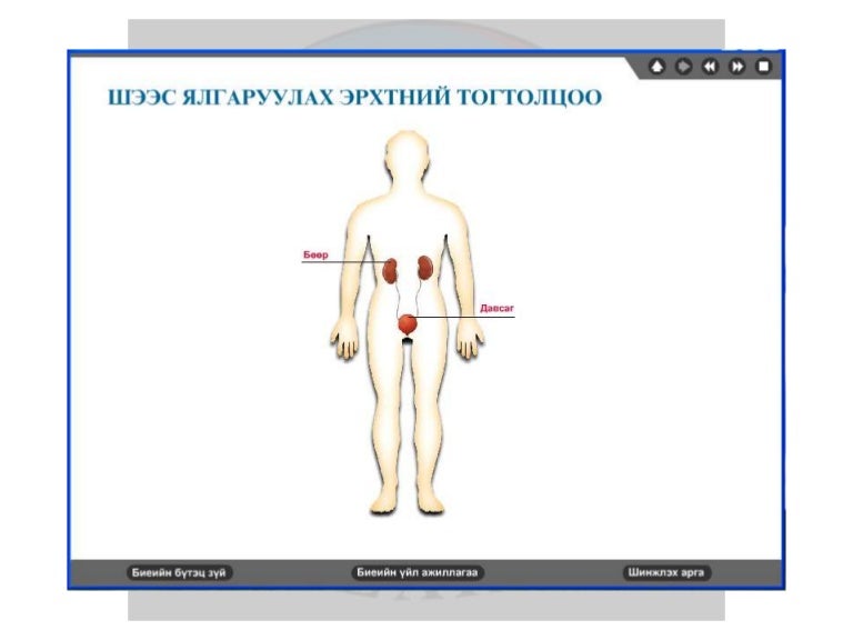 лекц 7 шээс ялгаруулах тогтолцоо