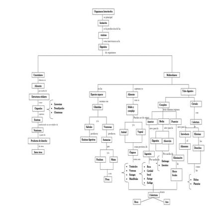 Mapa conceptual de patrones de la alimentación heterótrofa