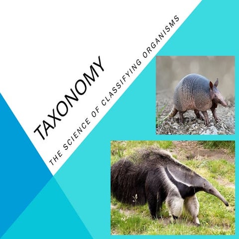 PPT on Five Kingdom Classification | PPTX