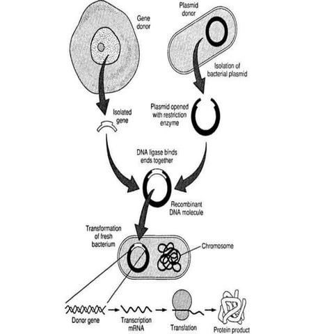 1 r dna & its pharmaceutical applications | PPT