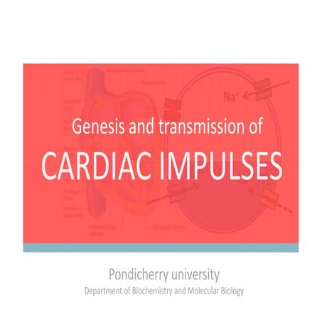 genesis and spreading of cardiac impulses