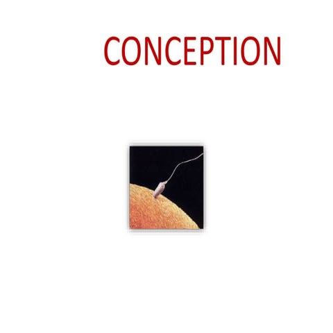 1st-8th week of pregnancy