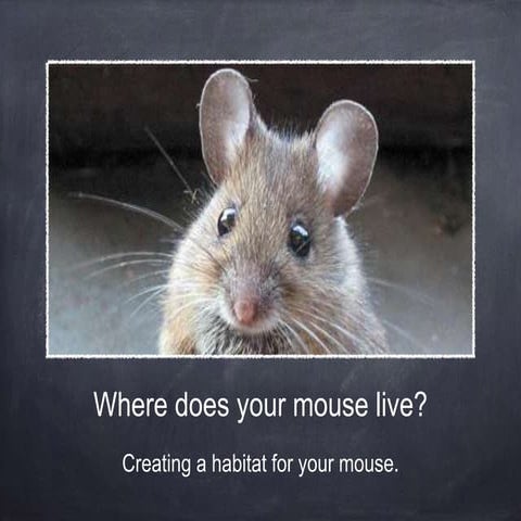 1st grade mice habitat