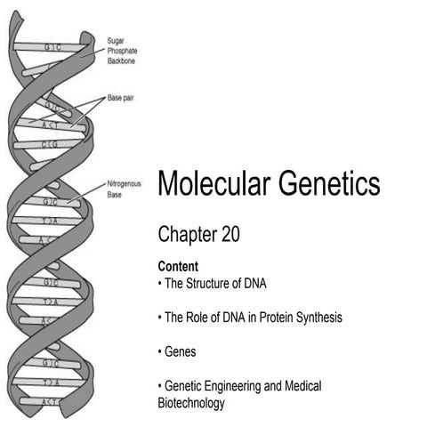 Chapter 20 Molecular Genetics Lesson 1 - Structure of DNA