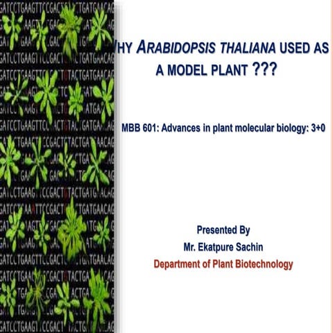 Why arabidopsis is a model plant