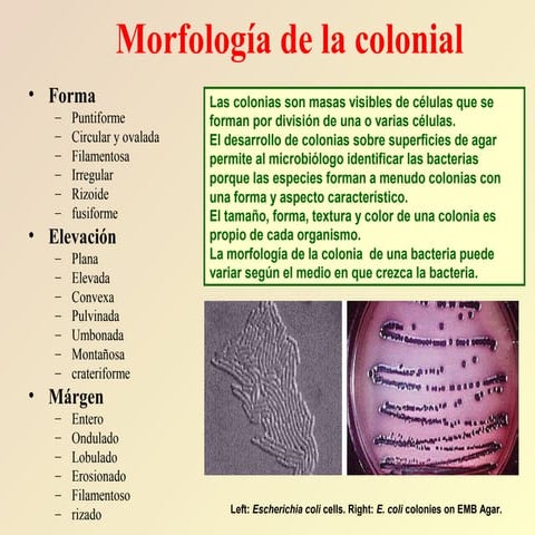 2.5.morfologia colonial