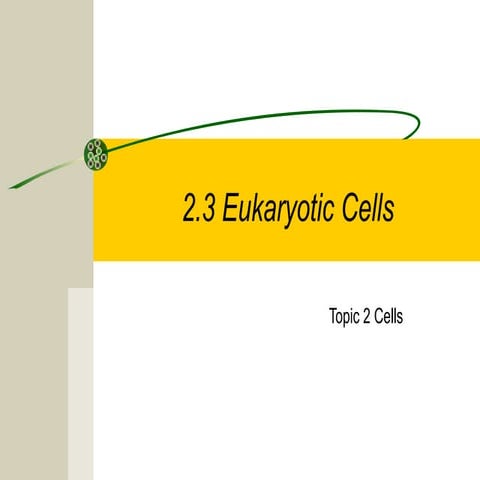 2.3 eukaryotic cells