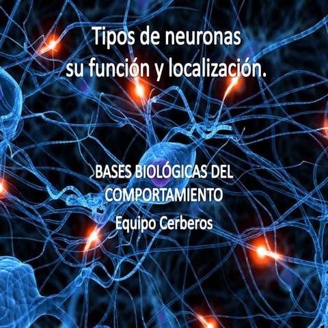 2. cerberos tipos de neurona