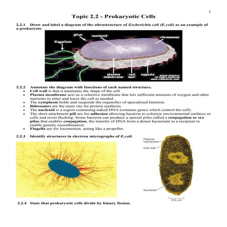 Prokaryotes | PPTX
