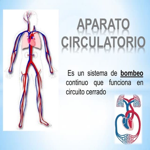 2.anatomia corazón  via aérea