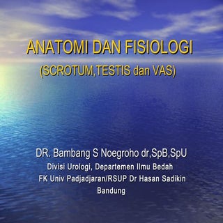 2. anatomi dan fisiologi gen pria (...