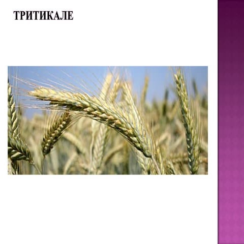 тритикале (2) | PPT