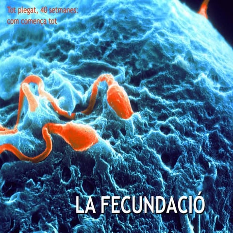 2.3 La fecundació (D'una cèl·lula a moltes)