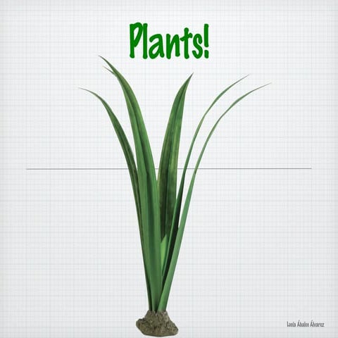 PLANTS