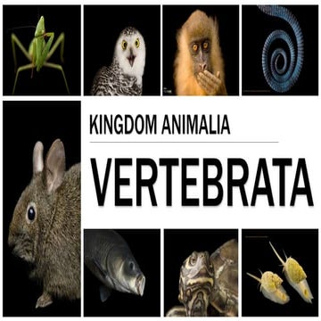 VERTEBRATA