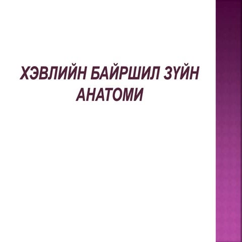 2 р баг хэвлийн байршил зүйн анатоми
