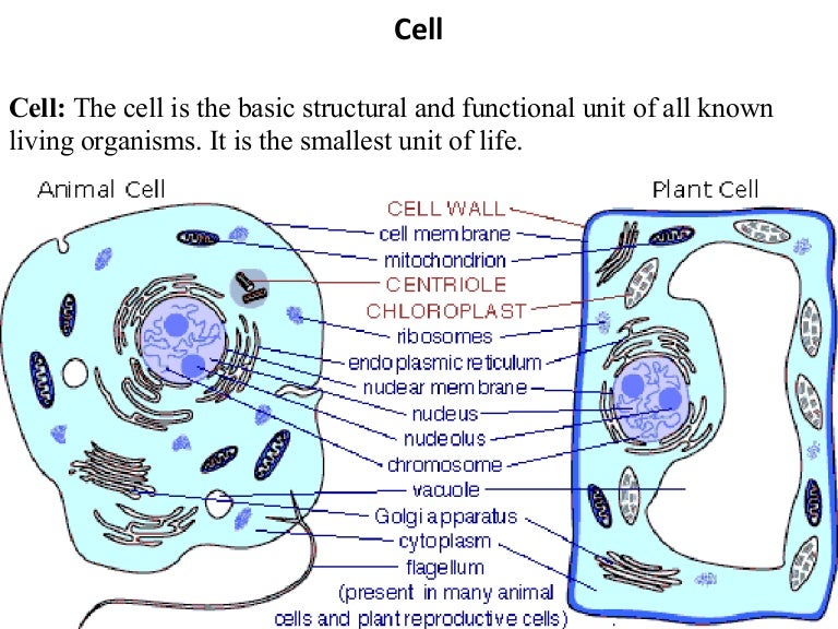 Cell and functions