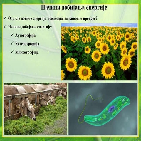 2. Autotrofi i heterotrofi | PPTX