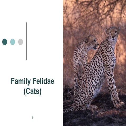 2. Species in trade    cats 