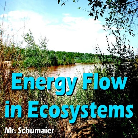 2 1energyflowinecosystems-090521150136-phpapp02