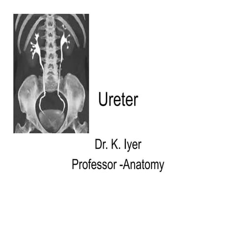 2. ureter